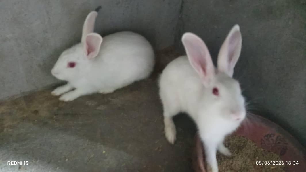 white rabbit 3
