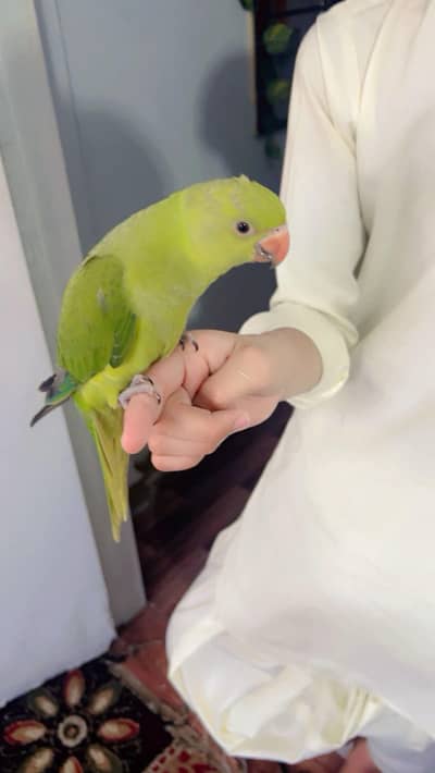 ring neck self  03190150180