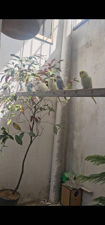 Australian parrot  for sale