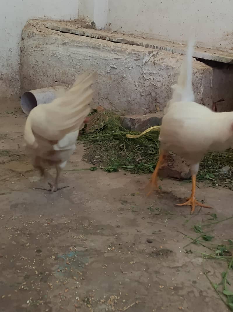 young pair 1