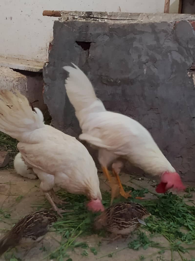 young pair 2