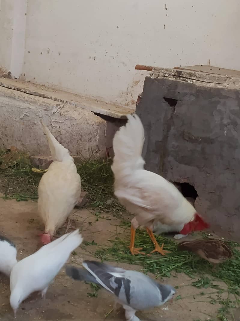 young pair 3
