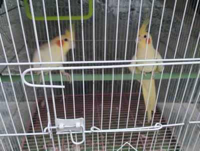 cockatiel breeder pair