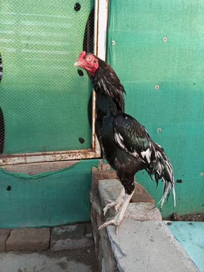 black aseel breeder
