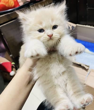 Pure breed Persian kittens