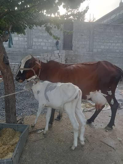 Cow for sale