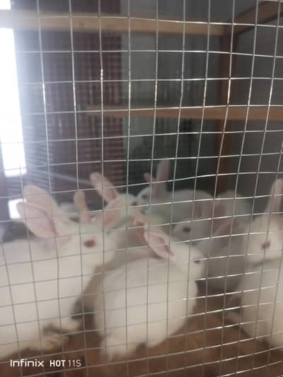 bulk rabbits for sale