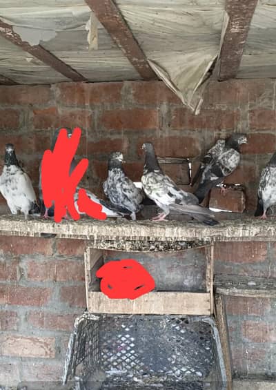 pigeon for sale