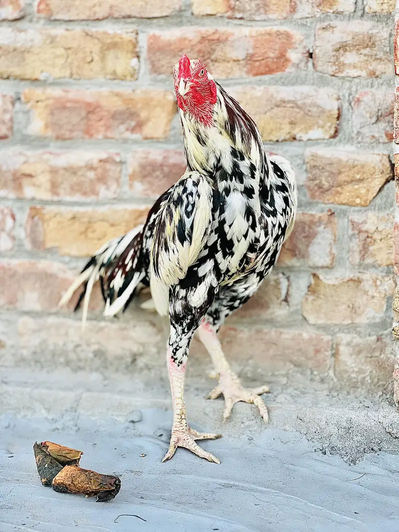 Aseel murgha for sale — photo 6
