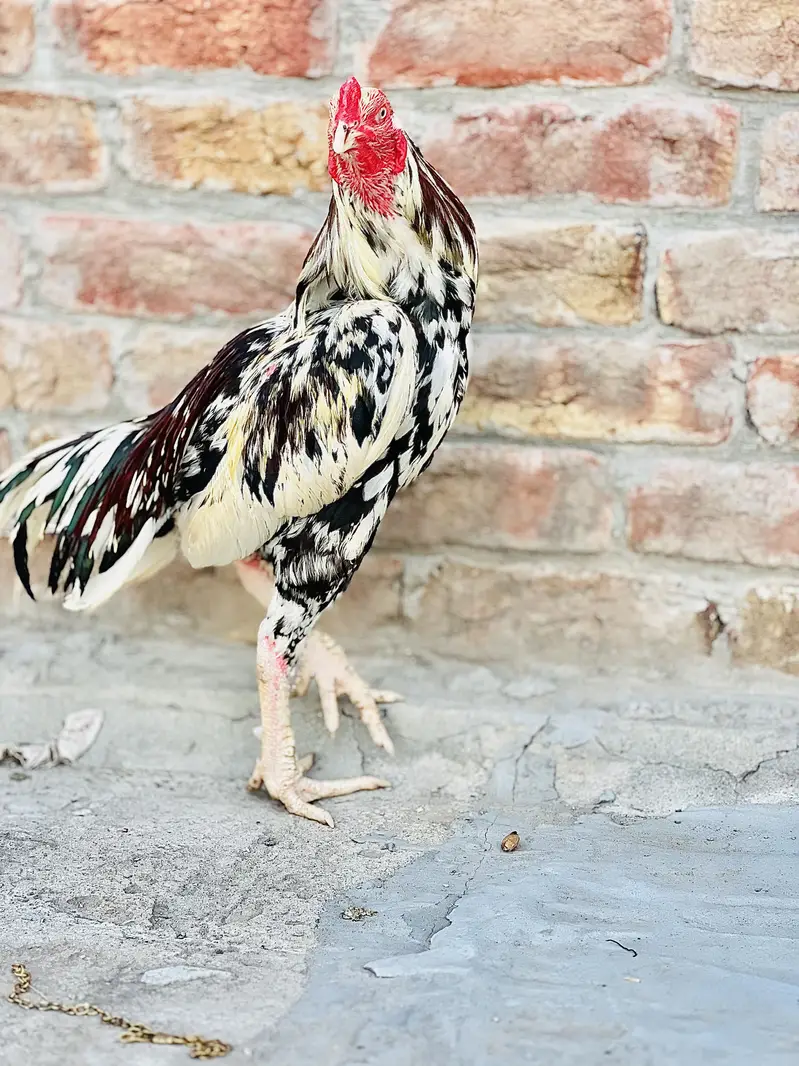 Aseel murgha for sale — photo 10