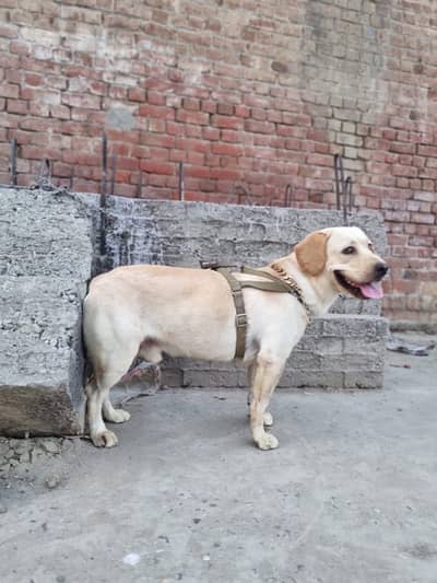 Amican labrador