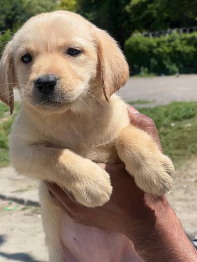 Labrador females
