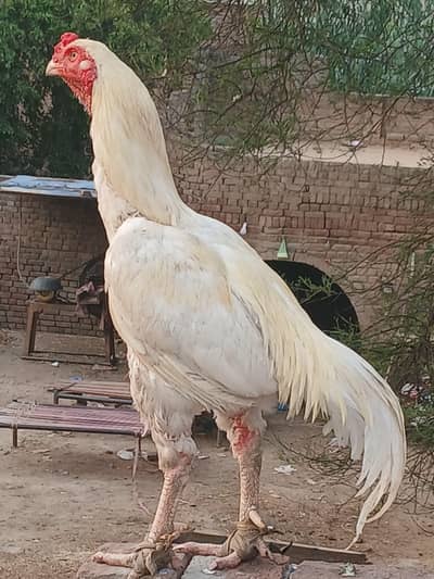 Aseel Heera For Sale