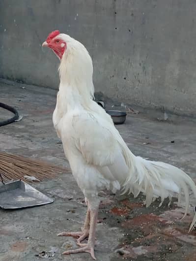 Heera Aseel | Chicks| Pure Heera Aseel | Aseel