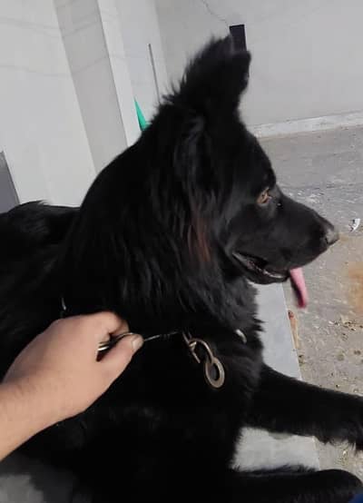 Black German shepherd