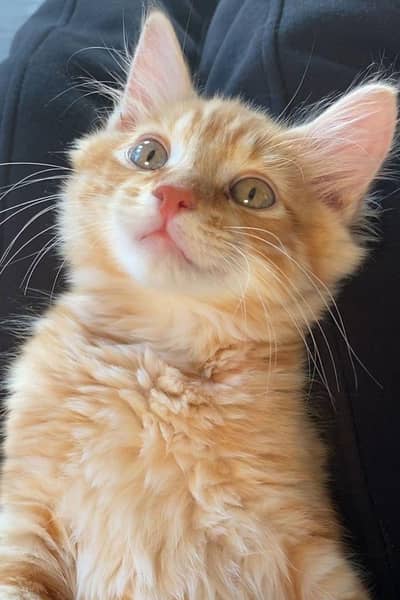 little kittens
