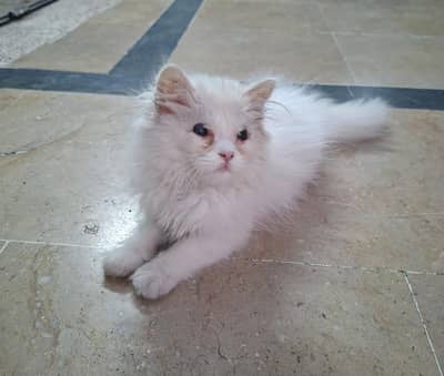Persian kittens pair for sale