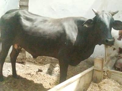 milk cow