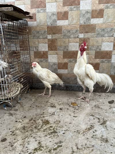 Heera pair mawale and heera