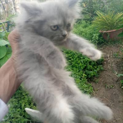 parsian kitten age 2 month