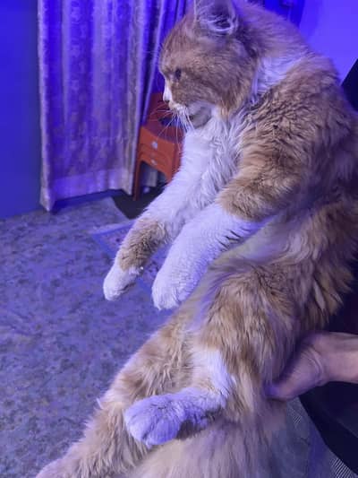 urjent sale Persian male cat train vaccinated