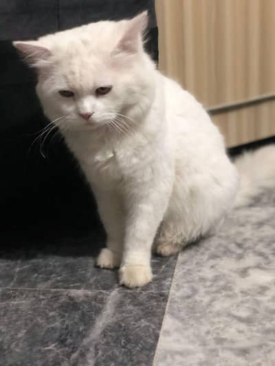 Persian male cat