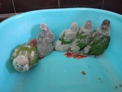 pineapple green chick