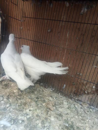 imported pigeons for sale