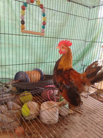 Fancy Cock