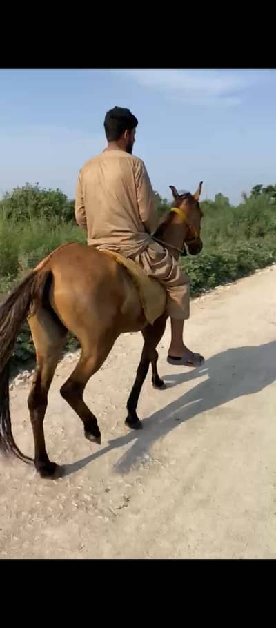 Ghorii for sale age 4 year badamii cooler 25 days ki cros hight 58+