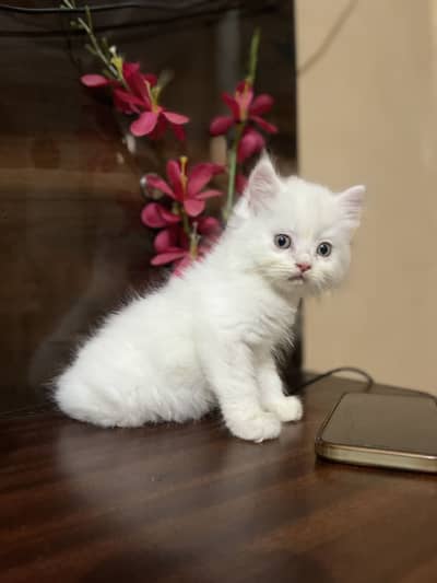Persian kitten