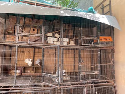 Big cage