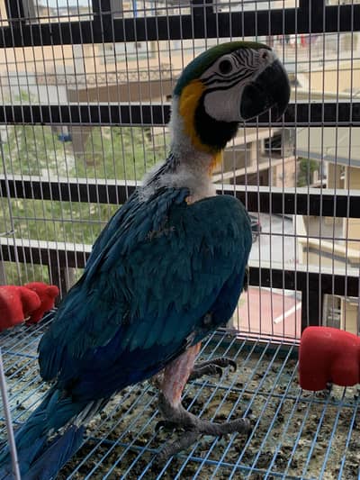 Macaw chick
