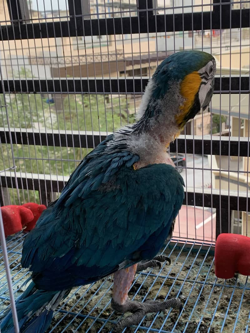 Macaw chick 1