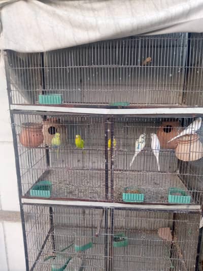 Australian Praoots With cage