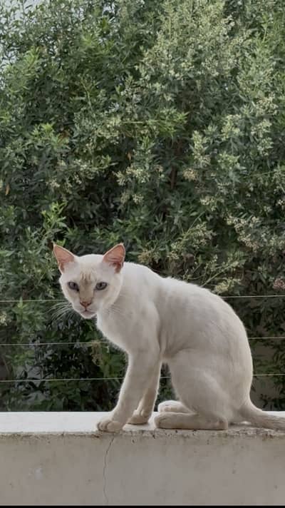 blue eyes white mix breed persian male cat for adoption