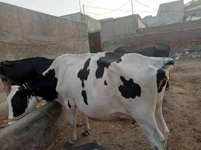 cow for sale