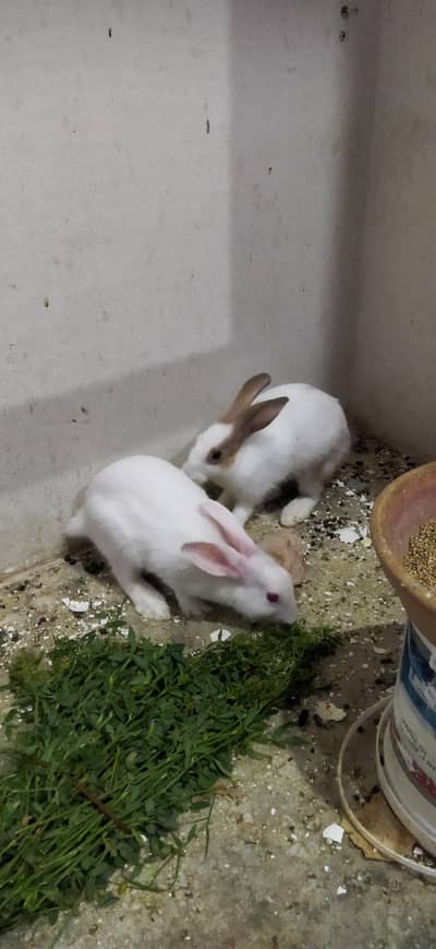 Rabbit both female available for sale