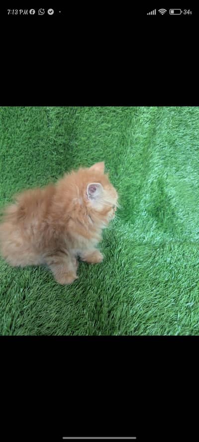 pure Persian triple coated kittens