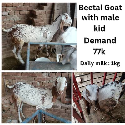 bakra | bakri | dudh wali bakri | beetal goat with kid | makhi cheen