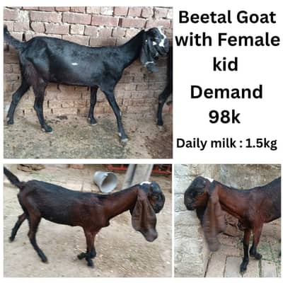 bakra | bakri | dudh wali bakri | beetal goat with kid | makhi cheen