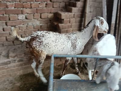 bakra | bakri | dudh wali bakri | makhi cheena  bakri | beetal bakra