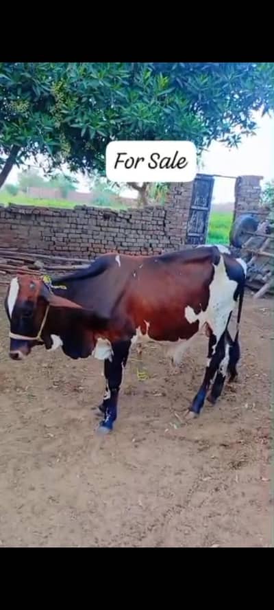 Bachra for sale