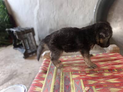 German shepherd puppy for sale
