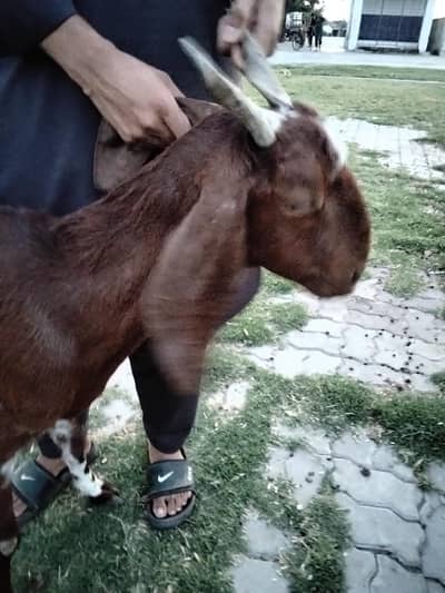 for sale goat