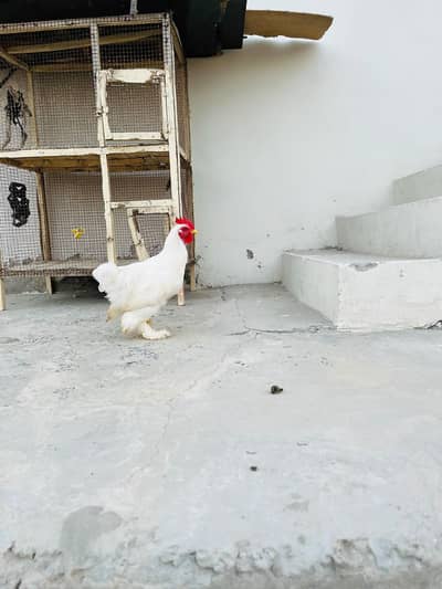 white bantam male