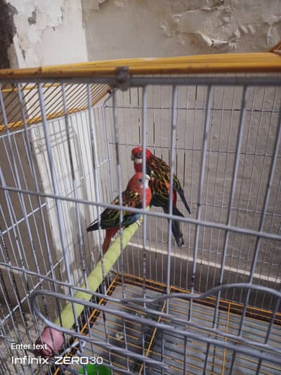 red rosella bird pair