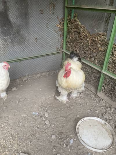 3Mogis+1Moga for sale Best Quality&Amazing Deal Hurry up Before lts