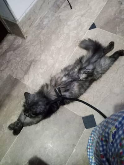 persian