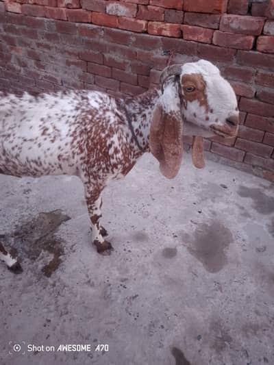 03034231846 contact Whatsapp number